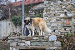 DSC_0216.JPG